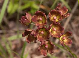 Image result for Glossostelma