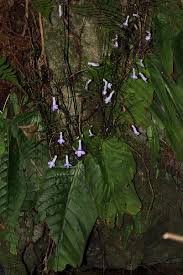 Image result for Streptocarpus montis-bingae