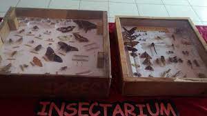 Sedangkan kegiatan pembelajaran ii dilaksanakan hari ini, senin, 09 nopember 2020. Bio Expo 2019 Mahasiswa Universitas Jambi Pamerkan Media Pembelajaran Biologi Tribun Jambi