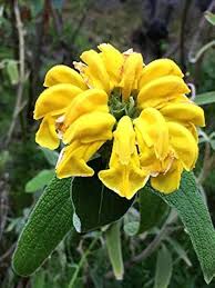 Image result for Phlomis fruticosa