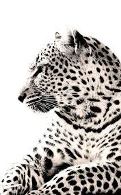 20 Pretty Phone Wallpapers 1 Luipaard Print Achtergrond Dierenfotografie Kleurrijke Dieren