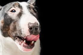 If a dog is losing hair around his eyes, it is most likely he is dealing with an issue relating to his eye and/or his skin. Itchy Dogs Elwood Vet