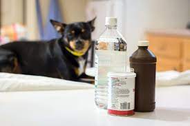 How To Use Vinegar To Get Skunk Smell Off Of A Dog Cuteness Skunk Smell Skunk Spray Dog Allergies