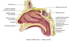 The nasal septum divides the cavity into two cavities, also known as fossae. Ear Nose Throat And Mouth Musculoskeletal Key