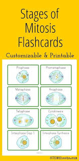 Stages Of Mitosis Flashcards Customize And Print Or Study Online Biology Lessons Teaching Biology Science Biology