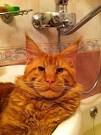 This cat looks like Ron Perlman : funny - reddit