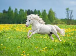 It's been 40 years since pony bolted into the imagination of sneaker lovers in the usa. Shetland Pony Im Rasseportrait Zooroyal Magazin