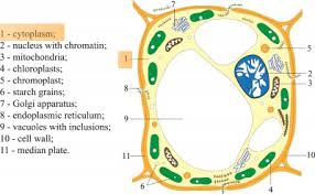 We did not find results for: What Are The Main Functions Of A Plant Cell Nucleolus Quora
