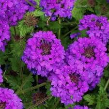 Verveine Pourpre Homestead Purple Plante Rocaille Verveine Fleurs Colorees