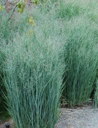 Image result for Panicum