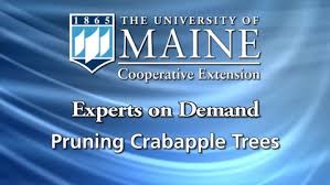 Check spelling or type a new query. How To Prune A Crabapple Tree University Of Maine System