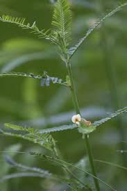 Image result for Aeschynomene indica