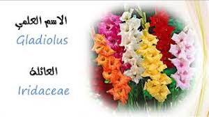 انواع الزهور واسمائها أسماء أشهر أنواع الزهور والورود بالعربية والإنجليزية صور ورد youtube