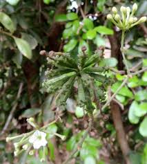 Image result for Commicarpus