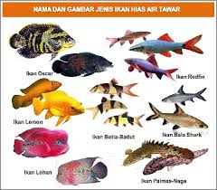 Check spelling or type a new query. Nama Nama Ikan Hias Air Tawar Air Laut Air Payau Beserta Latinnya Terlengkap