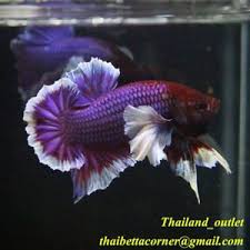 Live Betta Fish Dumbo Ears Halfmoon Plakat Lavender From Thailand Male M Size Dumbo Ears Betta Betta Fish
