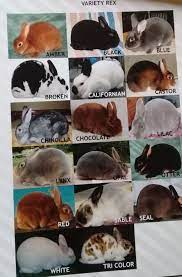 Kelinci new zealand (nz) merupakan salah satu jenis kelinci pedaging yang banyak disukai oleh para peternak kelinci. Kprkelinci Hashtag On Twitter