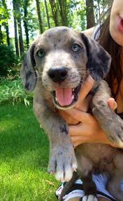 We did not find results for: Lab Blue Heeler Mix Puppy So Cute Silly Animals Cute Animals Pet Dogs