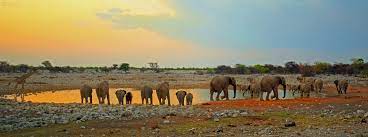 Photo credits special thanks goes to montse garcia, ongava game reserve, onguma game reserve and the mushara collection. The Complete Guide To Etosha National Park Tripfuser Travel Blog Hand Crafted By Local Experts