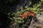 Image result for Drosera dielsiana