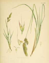 Image result for Polyspatha oligospatha