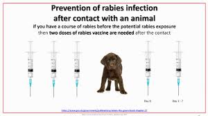 In vermont, owners are required to have their dogs, cats, ferrets and wolf hybrids vaccinated by their veterinarian against rabies in accordance with the vaccine manufacturer's recommendations, unless exempted by a veterinarian. Rabies Vaccination Available At Sussex Travel Clinic