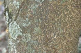 Image result for Macphersonia