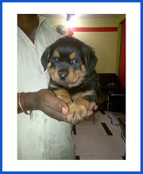 Search in location rottweiler in dogs & puppies for sale. Rottweiler Dog Puppy For Sale Poddarkennel Call 9810871734