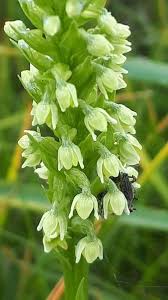Image result for Dyschoriste albiflora