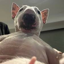 Image result for tbn:ANd9GcTIjeYL4W5xKLDGsYyE5Sd8HQ-eXDrNCN8DSB15OyJIRBatuPGGnK5Zww