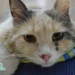 Katze vermisst gratis vorlage für vermisstenanzeige katze vermisst anzeige du hast bestimmt schon einige ser anzeigen gesehen aber wahrscheinlich nicht gedacht dass du selbst mal eine brauchen würdest diese anzeigen sind eine gute möglichkeit viele mitmenschen in deiner umgebung auf deinen. Katze Vermisst Gratis Vorlage Fur Vermisstenanzeige Katzeo De