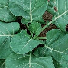 In order to buy collard greens, you need to know what you are looking for. Collard Seeds Vates Vegetable Seeds In Packets Bulk Eden Brothers