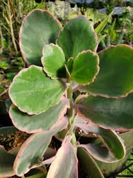 Image result for Kalanchoe fedtschenkoi