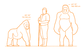 Read this animalsake post to find out more about these interesting species. Rainforest Animals Dimensions Drawings Dimensions Com