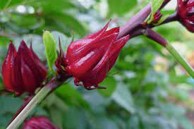 Opuntia or prickly pear cactus health benefits: The Benefit Of Rosella Plant Steemit