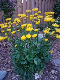 Image result for Leptoderris harmsiana