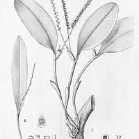 Image result for Behnia reticulata