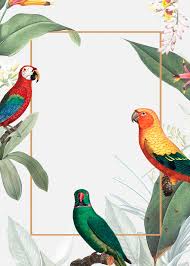 Tropical Birds And Flowers Wallpaper Download Premium Vector Of Tropical Paradise Banner Template Vector Frame Bird Drawings Illustration Tropical Birds