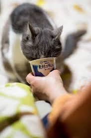 Also my new kitten ate some too! 18 Beneficial Things About Can Cats Eat Yogurt You Should Not Miss It