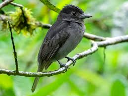 Image result for Pachycarpus concolor