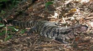 Black And White Lizard Arizona Tegus Are Burrowing Lizards Which Means They Need 12 24 Of Substrate Safe Tegu Substrates Options Include Coconut Husk Cypress Mulc Tegu Lizard Tegu Lizard
