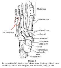 Bones of the hand coloring pages. Anatomy Coloring Pages Bones Google Search Anatomy Coloring Book Types Of Bones Anatomy