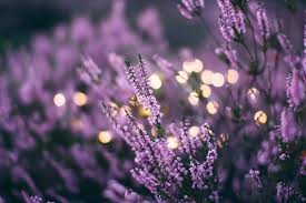 Pastel purple and red aesthetic. 216 Things That Are Naturally Purple