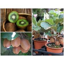 Avoid late ripening and early blooming varieties of fruit trees for this region. Buy Enorme Nursery Buy Online Hybrid Grafted Kiwi Fruit Plant Saplings In India 200 Seeds Online Get 33 Off