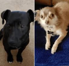 Labrador retriever and chihuahua mix. Lost Two Dogs Chihuahua Black Lab Mix Puppy On Blackhawk Dr Daleville 99 7 Woof Fm