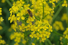 Image result for Berlinia orientalis