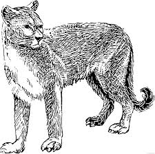 Home / animals / cougar. Cougar Coloring Pages Cougar Bpng Printable Coloring4free Coloring4free Com
