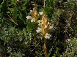 Image result for Hedbergia