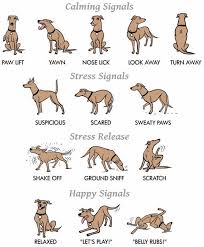 Dog Sitter Dog Care You Can Trust Dog Training Dog Sitting Checklist Pets Instagra Petti Dog Body Language Dog Training Dog Training Obedience