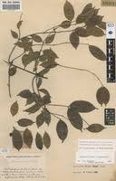 Image result for Landolphia robustior